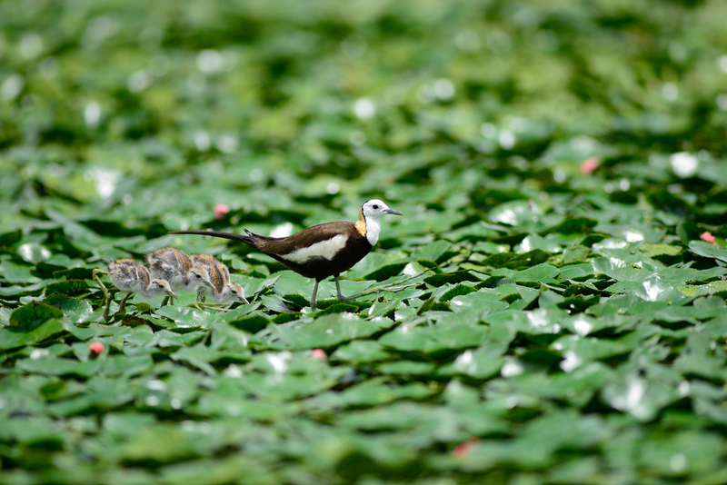 La protection des jacanas à longue queue à Tainan rejoint l'IPSI