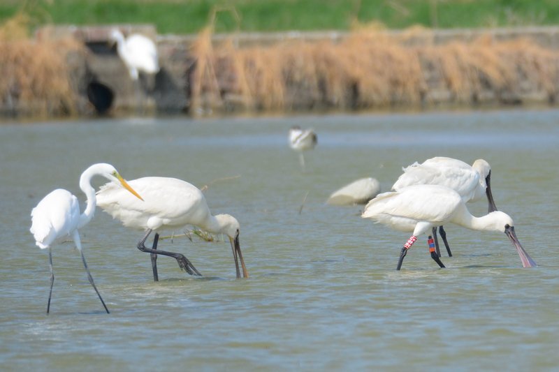 La grippe aviaire touche les spatules à tête noire qui passent l’hiver à Taïwan