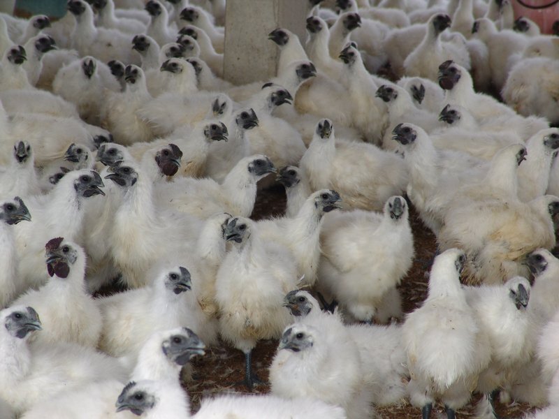 Taiwan établit un centre national d’intervention d’urgence suite à la découverte de trois nouveaux cas aviaires de type H5N6