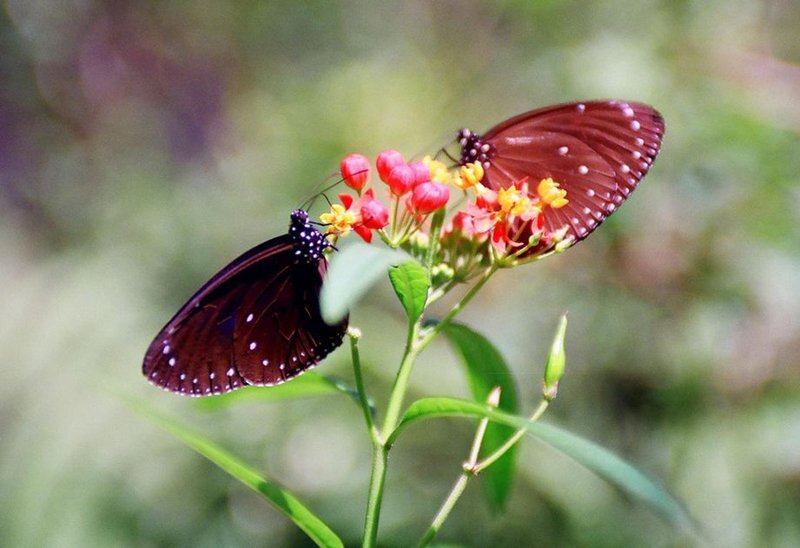 L'euploea au rendez-vous à Linnei