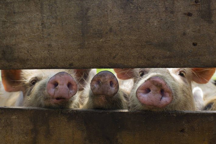 Hausse des amendes à la frontière pour prévenir contre la peste porcine africaine