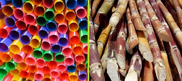 pailles en plastique vs canne à sucre (sources image Pixabay et Wikipedia)