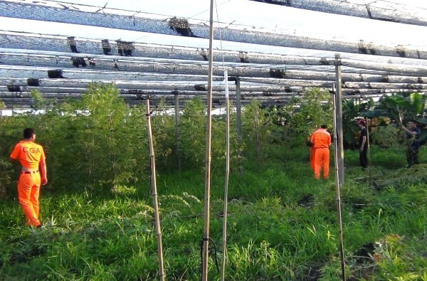 Les incultes entre cannabis, poudres colorées et miches interdétroit