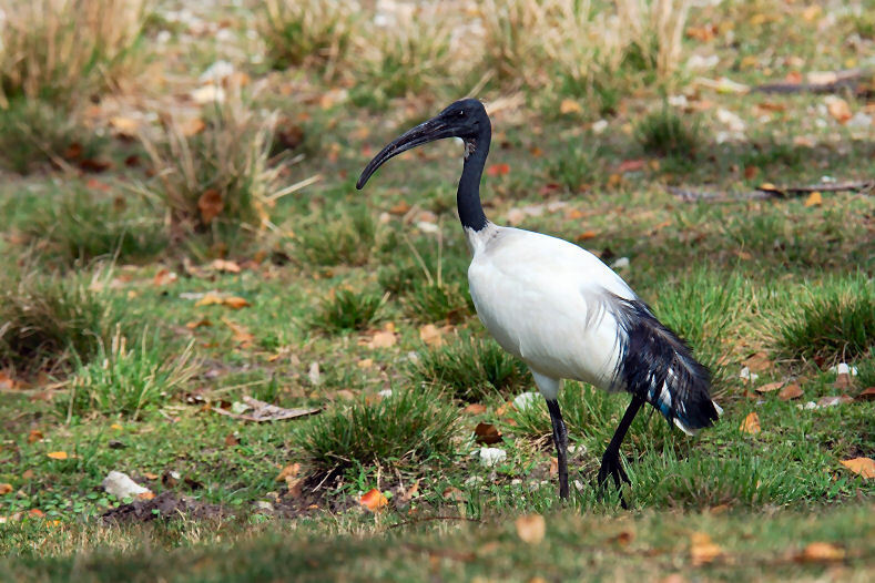 Les ibis sacrés à Taiwan
