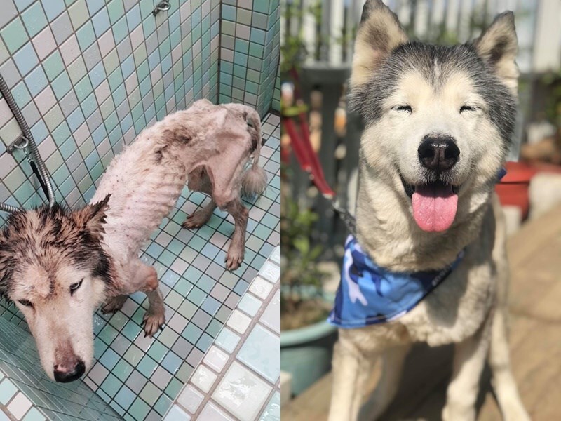 La vie d'un chien errant sauvé (Image Plateforme pour l'adoption des chiens errants taiwanais 台灣浪孩救援認養平台)