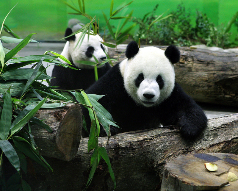 En dehors de la « diplomatie du panda », que retenir de l’arrivée de  Tuan Tuan et Yuan Yuan à Taiwan ?