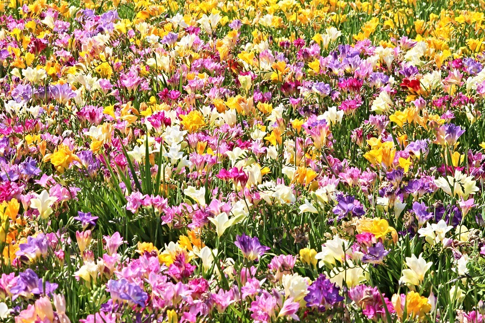 Le festival des parterres de fleurs de Taichung met la Provence à l'honneur