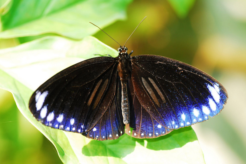 Le papillon Euploea sylvester swinhoe et sa migration à Taiwan