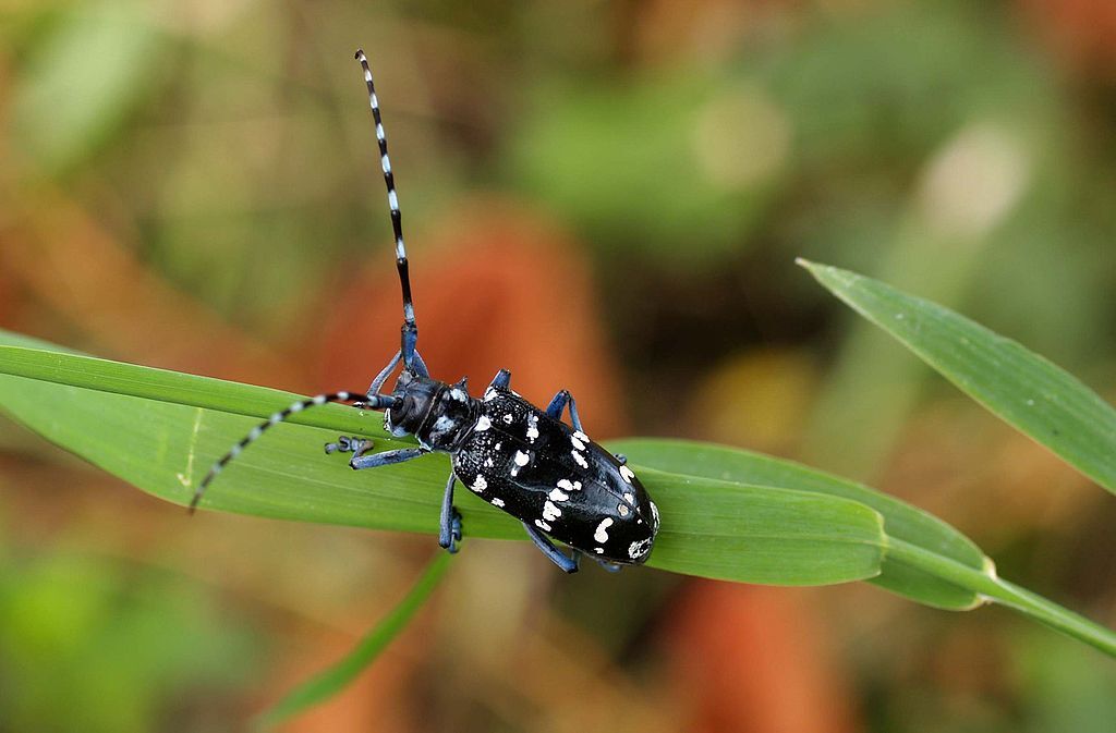 Des fermiers taïwanais trouvent un nouveau moyen naturel d’éliminer un insecte ravageur