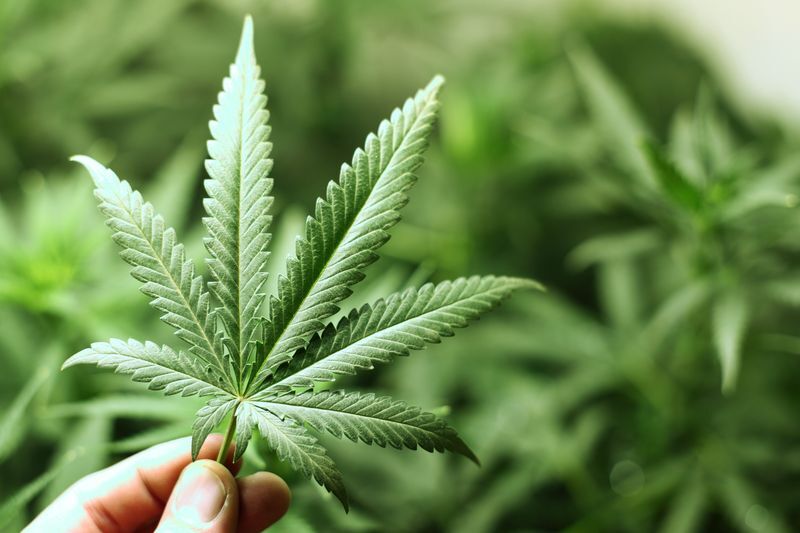 Saisie historique de plants de cannabis à Hsinchu après la découverte d’une ferme