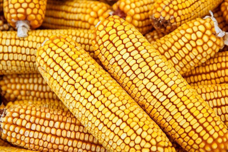 Les produits agricoles russes et ukrainiens ne représentent qu’une partie restreinte des importations
