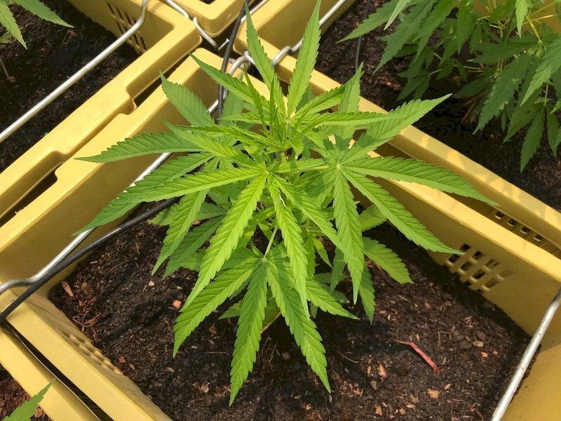 Dépénalisation partielle du cannabis en Thaïlande (Image : CNA)