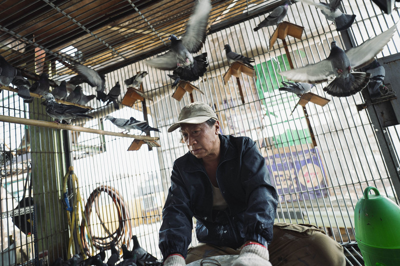OEPAT : proposition controversée de Ko Wen-je, courses de pigeons, plug-in de ChatGPT