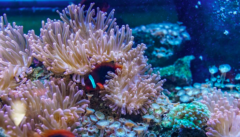 Image d'illustration de corail (Image : Pixabay)