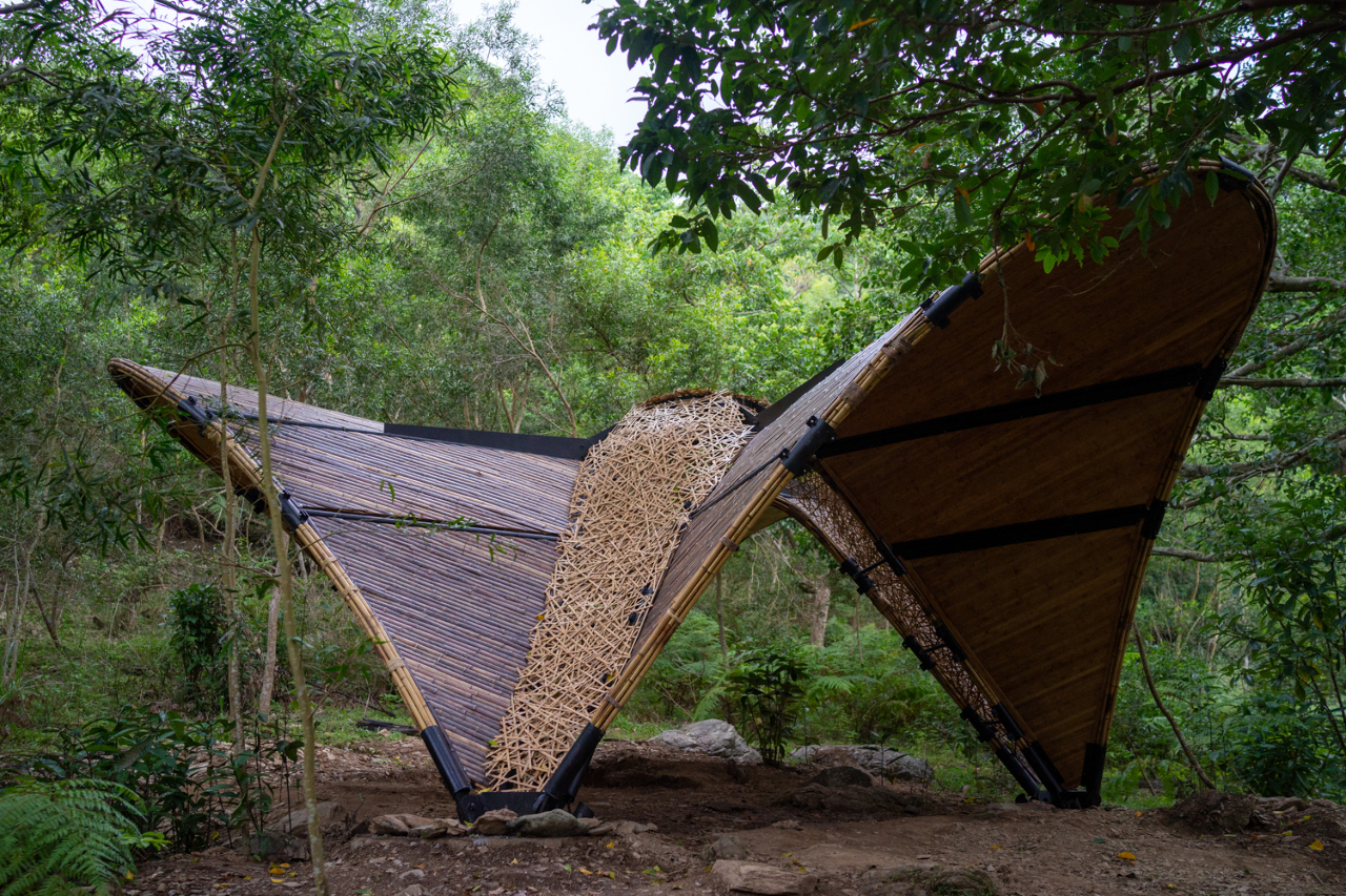 Tectonics of the Island : comme un papillon de bambou...
